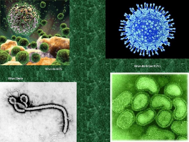 Vírus da AIDS Vírus Ebola Vírus da Gripe H 1 N 1 