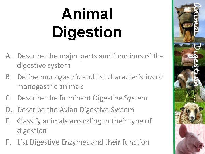 Animal Digestion A. Describe the major parts and functions of the digestive system B.