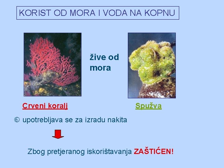 KORIST OD MORA I VODA NA KOPNU žive od mora Crveni koralj Spužva upotrebljava