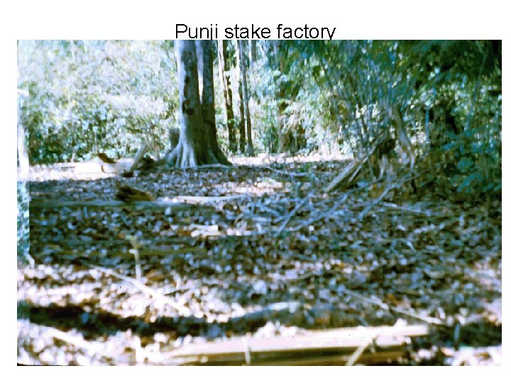 Punji stake factory Punji stake factory