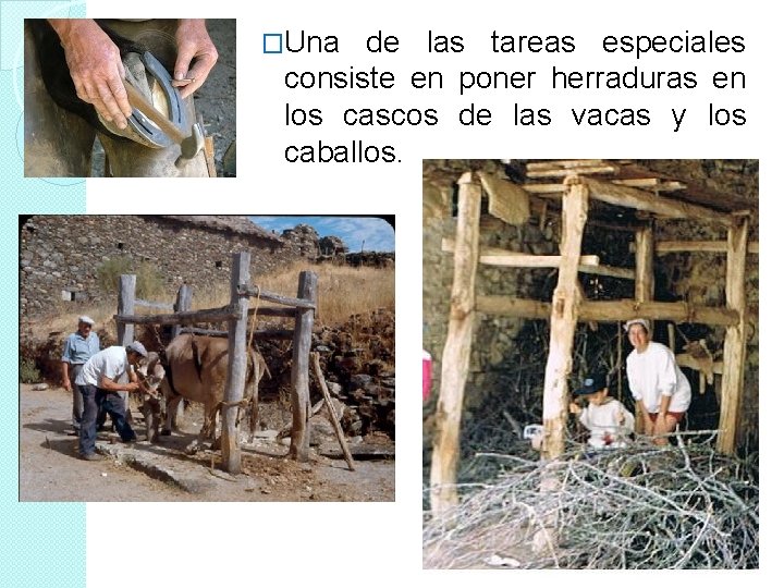 �Una de las tareas especiales consiste en poner herraduras en los cascos de las