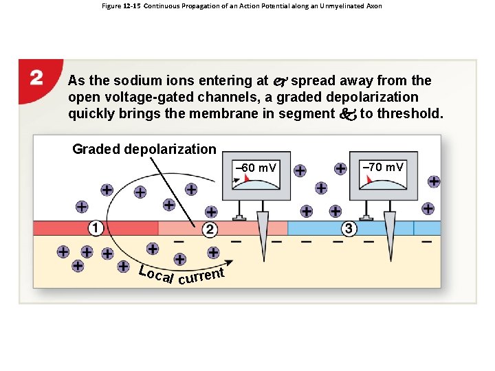 Figure 12 -15 Continuous Propagation of an Action Potential along an Unmyelinated Axon As