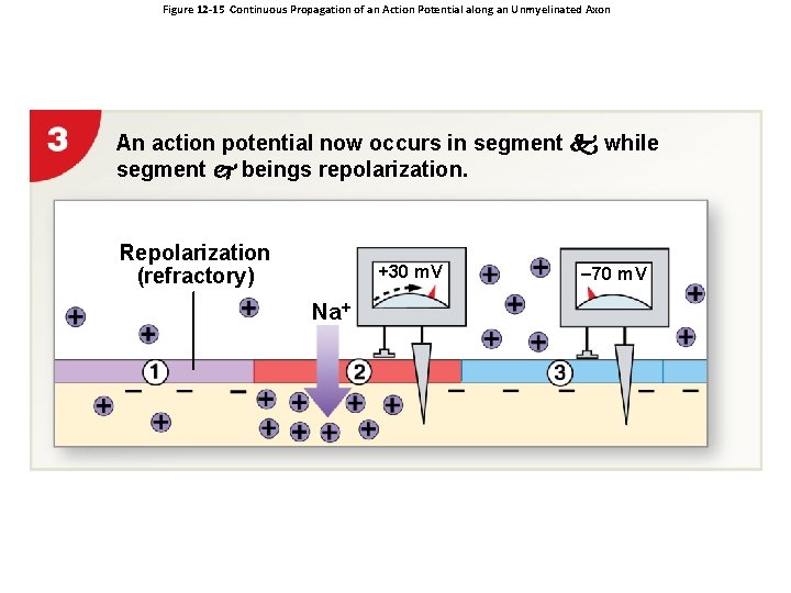 Figure 12 -15 Continuous Propagation of an Action Potential along an Unmyelinated Axon An
