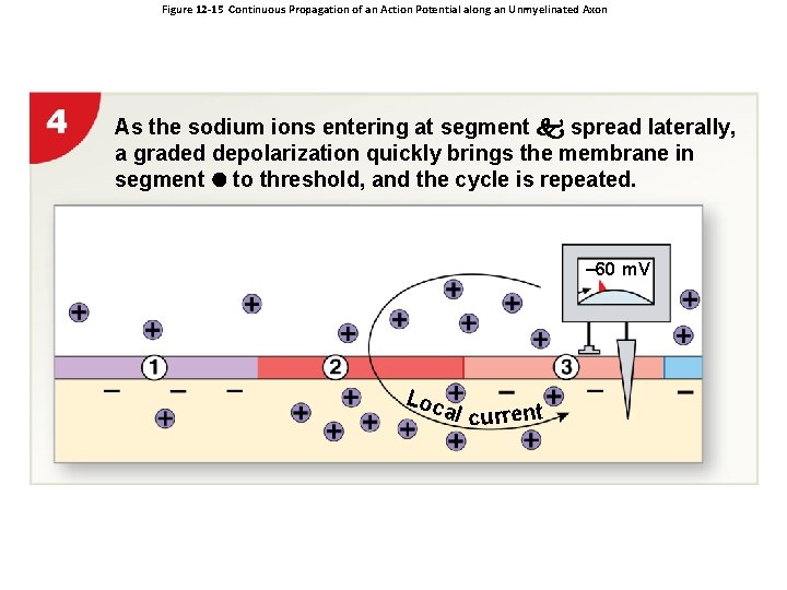 Figure 12 -15 Continuous Propagation of an Action Potential along an Unmyelinated Axon As