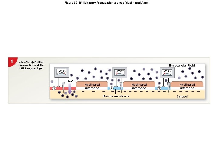 Figure 12 -16 Saltatory Propagation along a Myelinated Axon An action potential has occurred