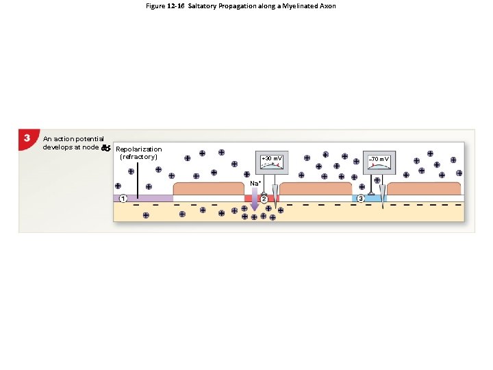Figure 12 -16 Saltatory Propagation along a Myelinated Axon An action potential develops at