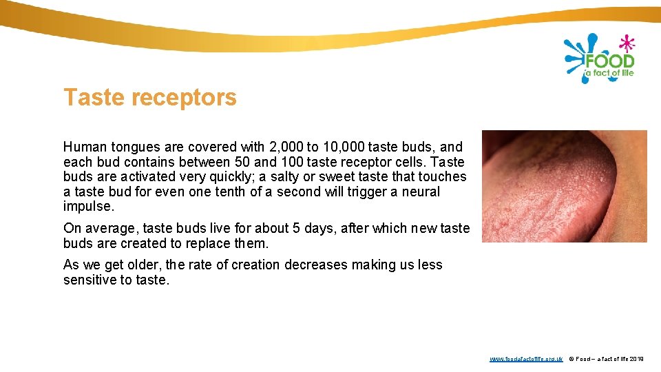Taste receptors Human tongues are covered with 2, 000 to 10, 000 taste buds,