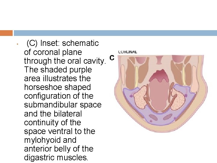  • (C) Inset: schematic of coronal plane through the oral cavity. The shaded