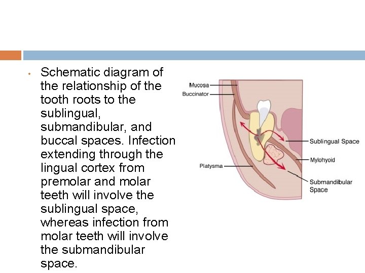  • Schematic diagram of the relationship of the tooth roots to the sublingual,