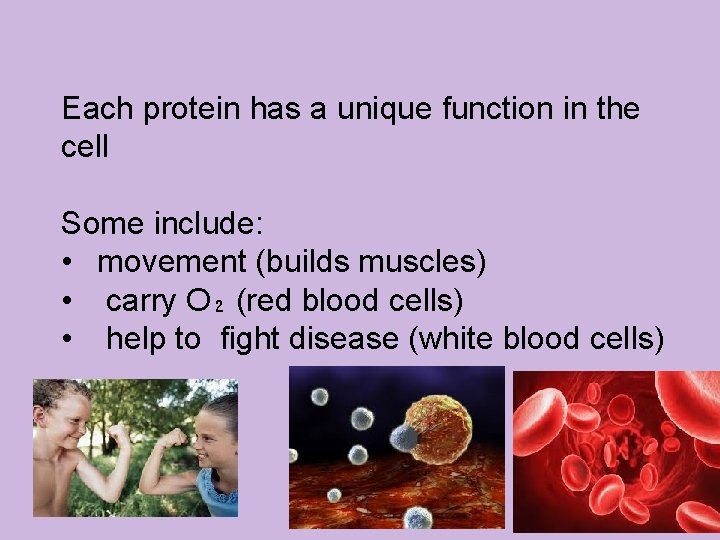 Each protein has a unique function in the cell Some include: • movement (builds