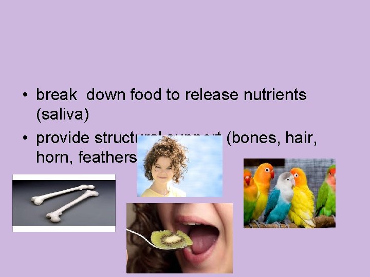  • break down food to release nutrients (saliva) • provide structural support (bones,