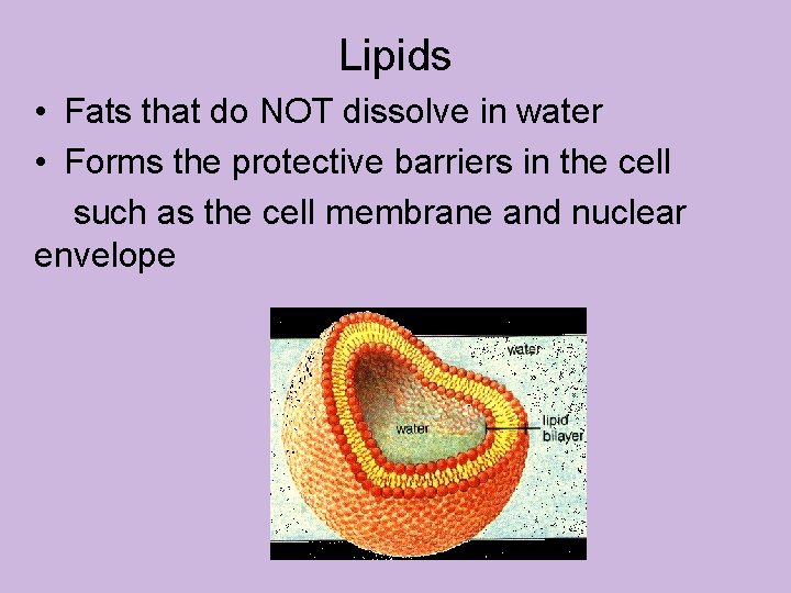 Lipids • Fats that do NOT dissolve in water • Forms the protective barriers