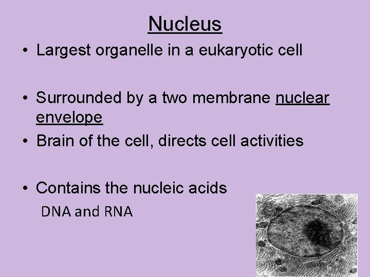 Nucleus • Largest organelle in a eukaryotic cell • Surrounded by a two membrane