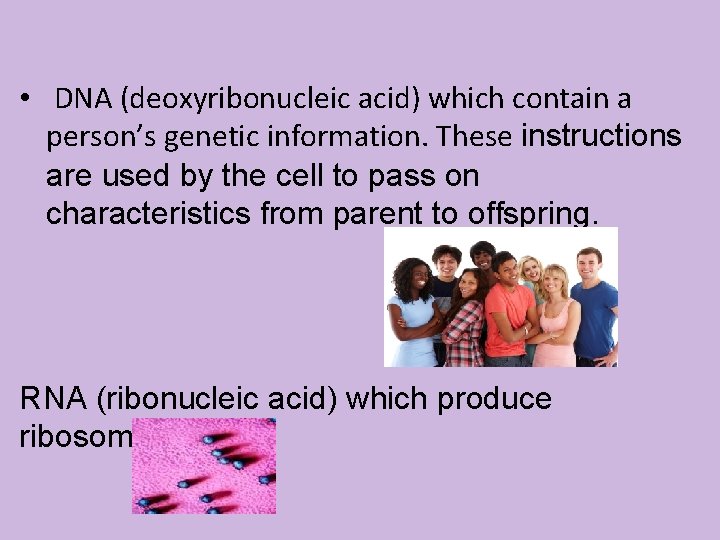  • DNA (deoxyribonucleic acid) which contain a person’s genetic information. These instructions are