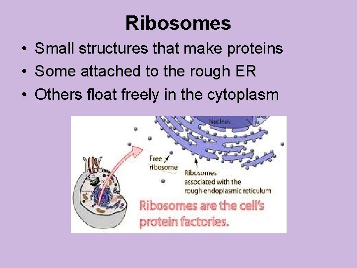 Ribosomes • Small structures that make proteins • Some attached to the rough ER