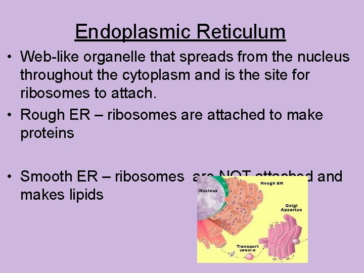 Endoplasmic Reticulum • Web-like organelle that spreads from the nucleus throughout the cytoplasm and