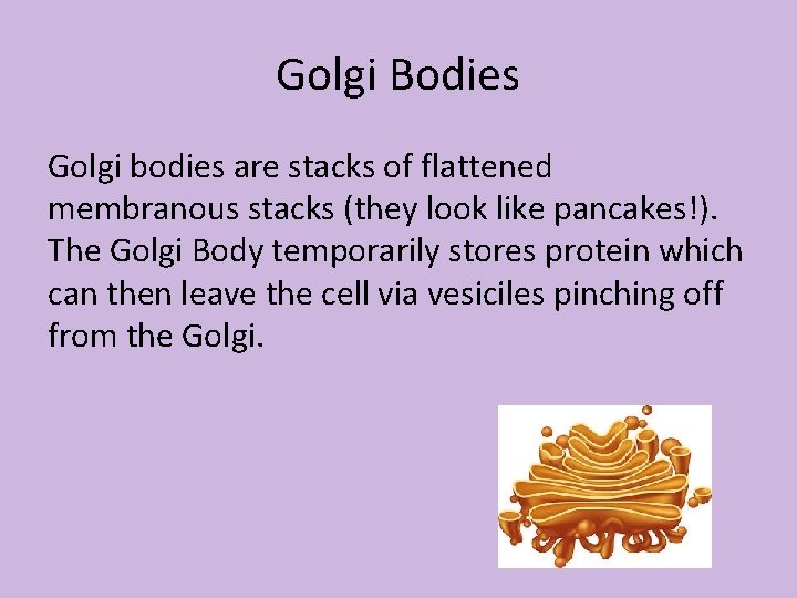 Golgi Bodies Golgi bodies are stacks of flattened membranous stacks (they look like pancakes!).