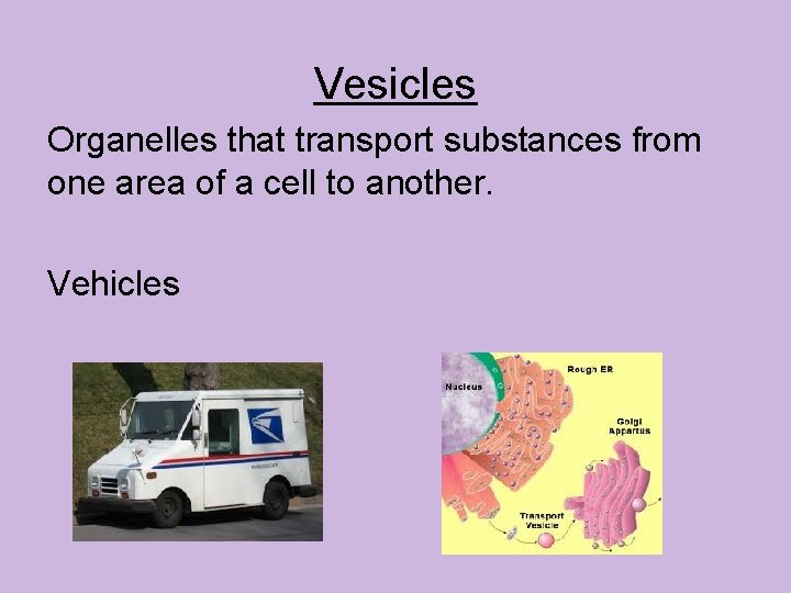 Vesicles Organelles that transport substances from one area of a cell to another. Vehicles