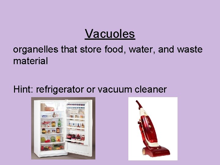 Vacuoles organelles that store food, water, and waste material Hint: refrigerator or vacuum cleaner