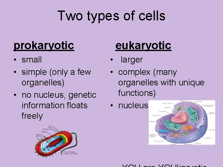 Two types of cells prokaryotic • small • simple (only a few organelles) •