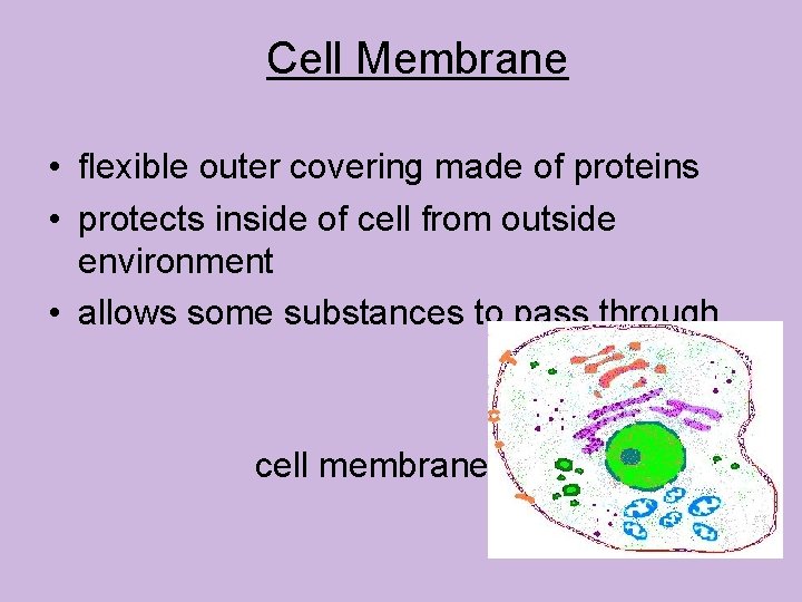 Cell Membrane • flexible outer covering made of proteins • protects inside of cell