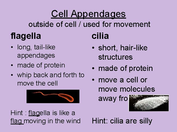 Cell Appendages outside of cell / used for movement flagella cilia • long, tail-like