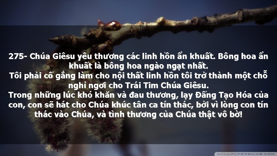 275 - Chúa Giêsu yêu thương các linh hồn ẩn khuất. Bông hoa ẩn