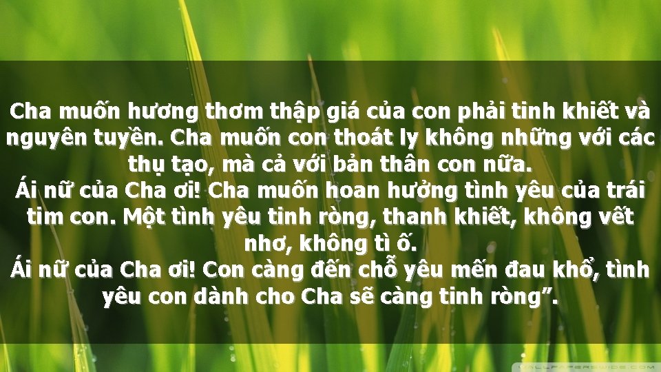 Cha muốn hương thơm thập giá của con phải tinh khiết và nguyên tuyền.