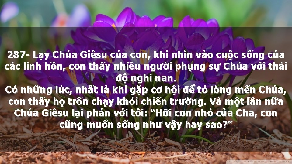 287 - Lạy Chúa Giêsu của con, khi nhìn vào cuộc sống của các