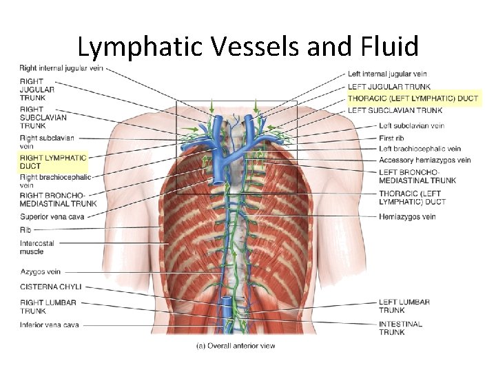 Lymphatic Vessels and Fluid 
