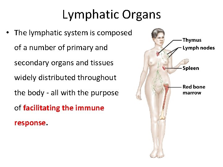 Lymphatic Organs • The lymphatic system is composed of a number of primary and