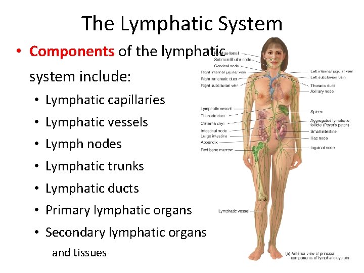 The Lymphatic System • Components of the lymphatic system include: • Lymphatic capillaries •