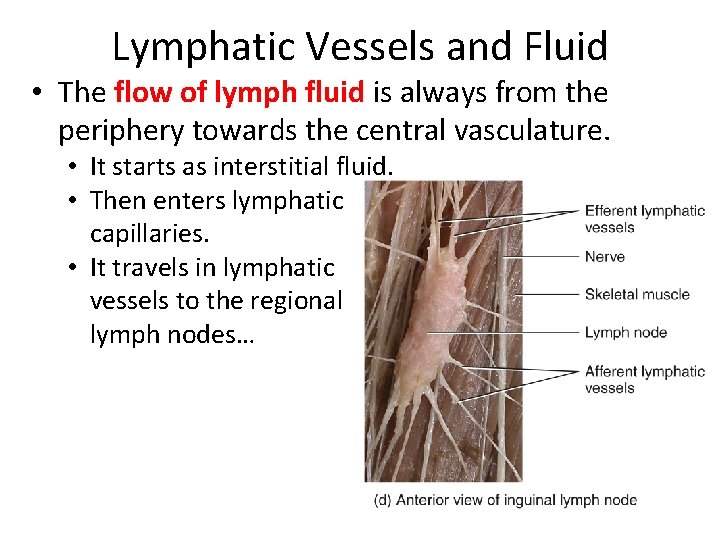 Lymphatic Vessels and Fluid • The flow of lymph fluid is always from the