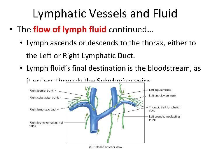 Lymphatic Vessels and Fluid • The flow of lymph fluid continued… • Lymph ascends