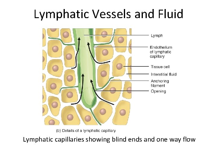 Lymphatic Vessels and Fluid Lymphatic capillaries showing blind ends and one way flow 