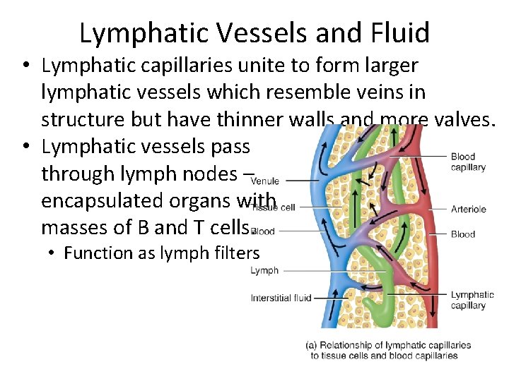 Lymphatic Vessels and Fluid • Lymphatic capillaries unite to form larger lymphatic vessels which