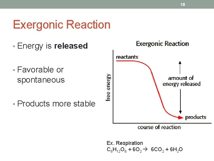 18 Exergonic Reaction • Energy is released • Favorable or spontaneous • Products more