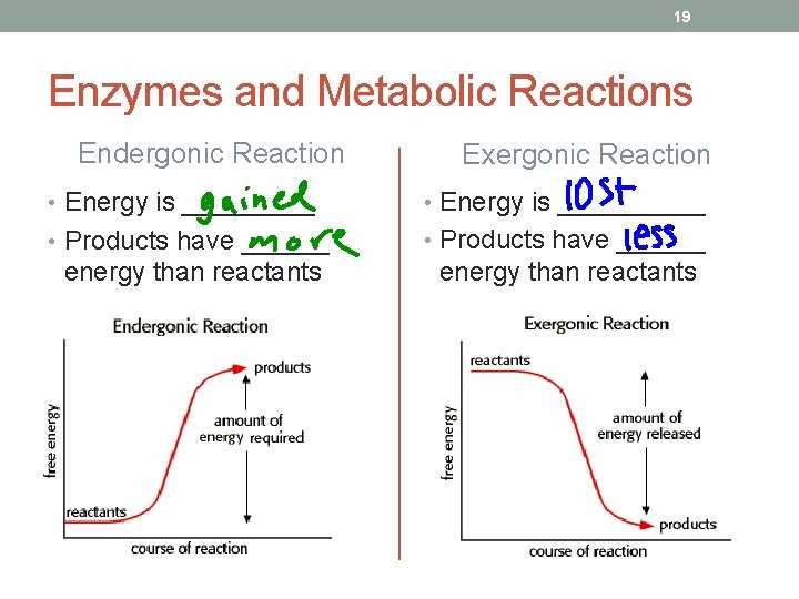 19 Enzymes and Metabolic Reactions Endergonic Reaction Exergonic Reaction • Energy is __________ •
