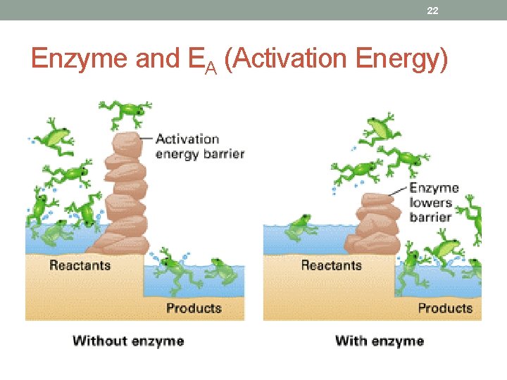 22 Enzyme and EA (Activation Energy) 