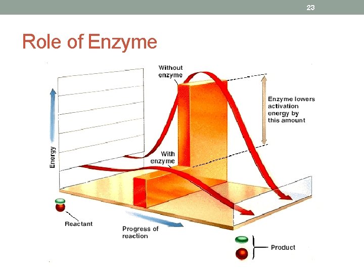 23 Role of Enzyme 