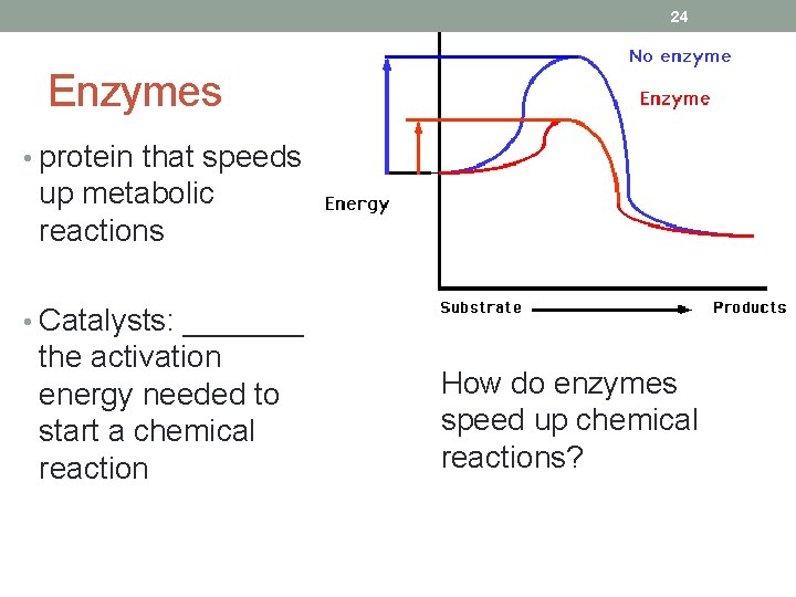 24 Enzymes • protein that speeds up metabolic reactions • Catalysts: _______ the activation
