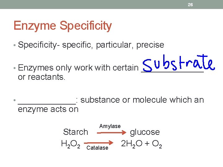 26 Enzyme Specificity • Specificity- specific, particular, precise • Enzymes only work with certain