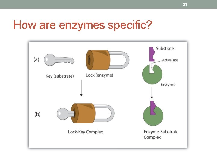 27 How are enzymes specific? 