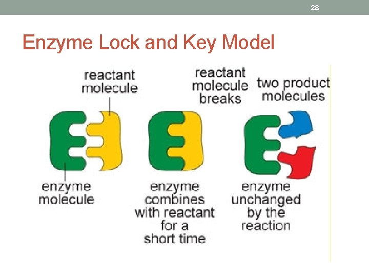 28 Enzyme Lock and Key Model 