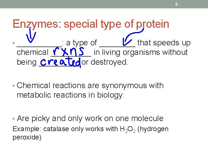 3 Enzymes: special type of protein • _____: a type of ____ that speeds