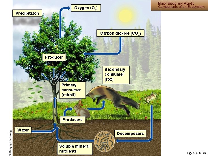 Major Biotic and Abiotic Components of an Ecosystem Oxygen (O 2) Precipitaton Carbon dioxide Major Biotic and Abiotic Components of an Ecosystem Oxygen (O 2) Precipitaton Carbon dioxide