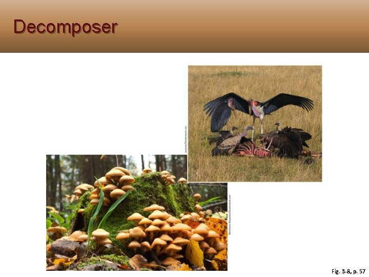Decomposer Fig. 3 -8, p. 57 Decomposer Fig. 3 -8, p. 57