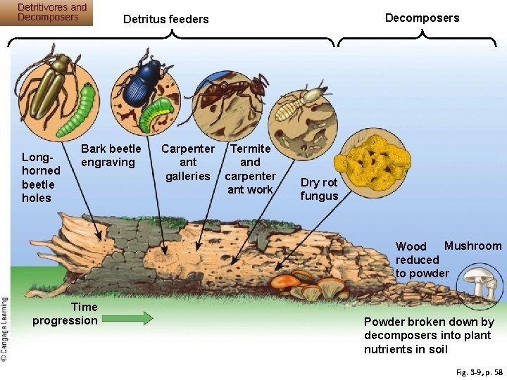 Detritivores and Decomposers Longhorned beetle holes Decomposers Detritus feeders Bark beetle engraving Carpenter Termite Detritivores and Decomposers Longhorned beetle holes Decomposers Detritus feeders Bark beetle engraving Carpenter Termite