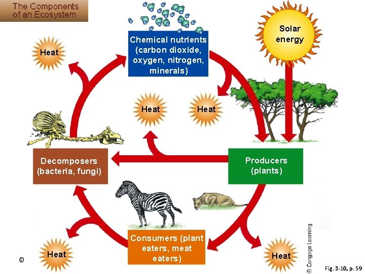 The Components of an Ecosystem Heat Chemical nutrients (carbon dioxide, oxygen, nitrogen, minerals) Heat The Components of an Ecosystem Heat Chemical nutrients (carbon dioxide, oxygen, nitrogen, minerals) Heat