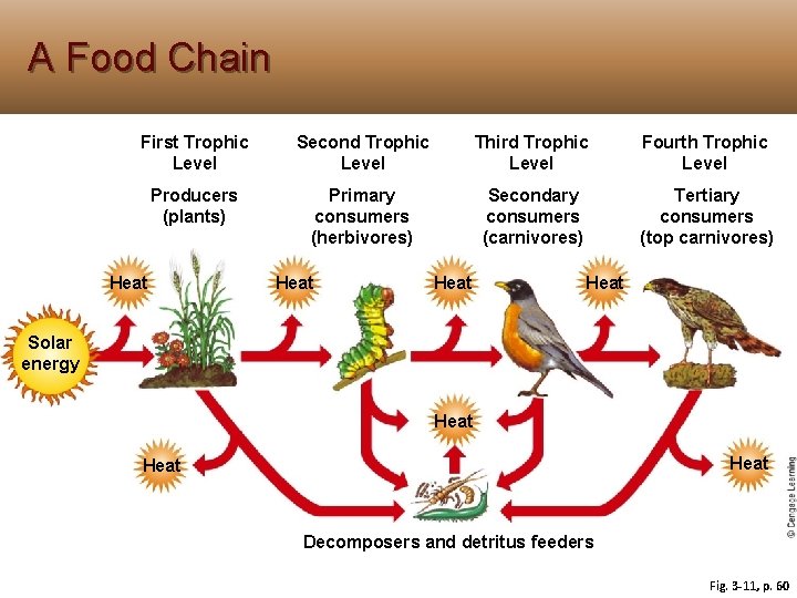 A Food Chain First Trophic Level Second Trophic Level Third Trophic Level Fourth Trophic A Food Chain First Trophic Level Second Trophic Level Third Trophic Level Fourth Trophic